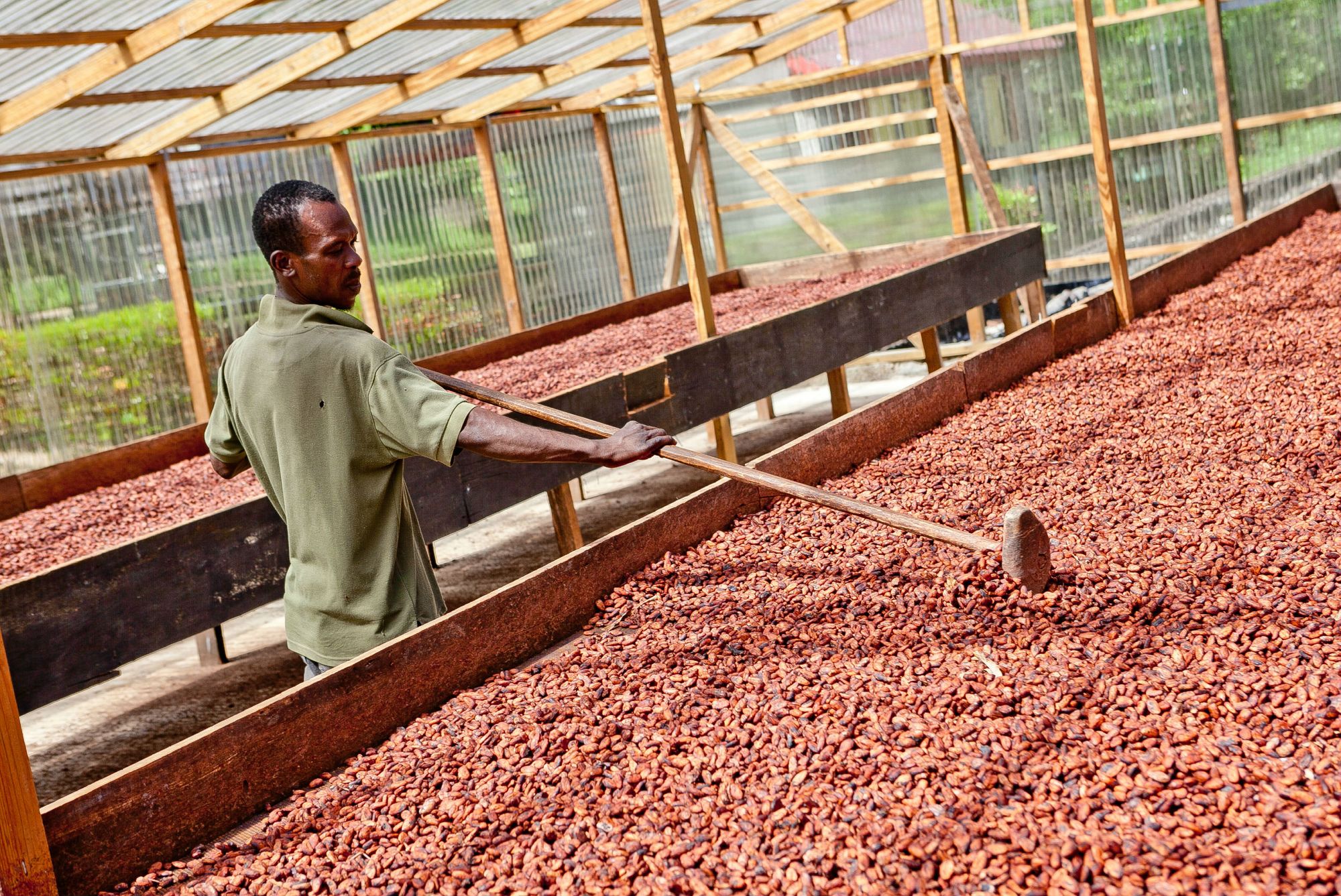 Discover the Grenada Chocolate Festival