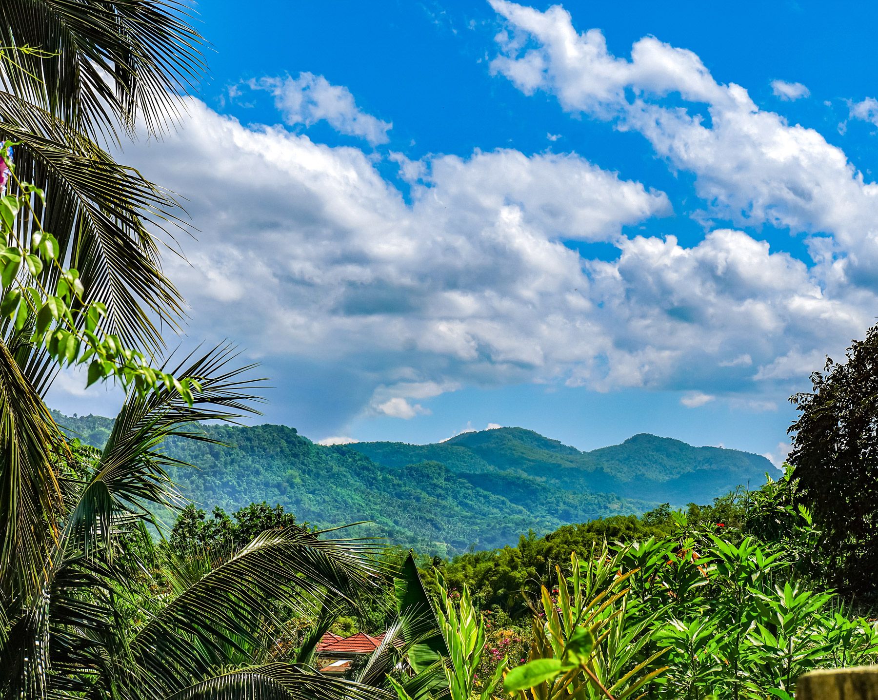 19--Blue-Mountains-Jamaica