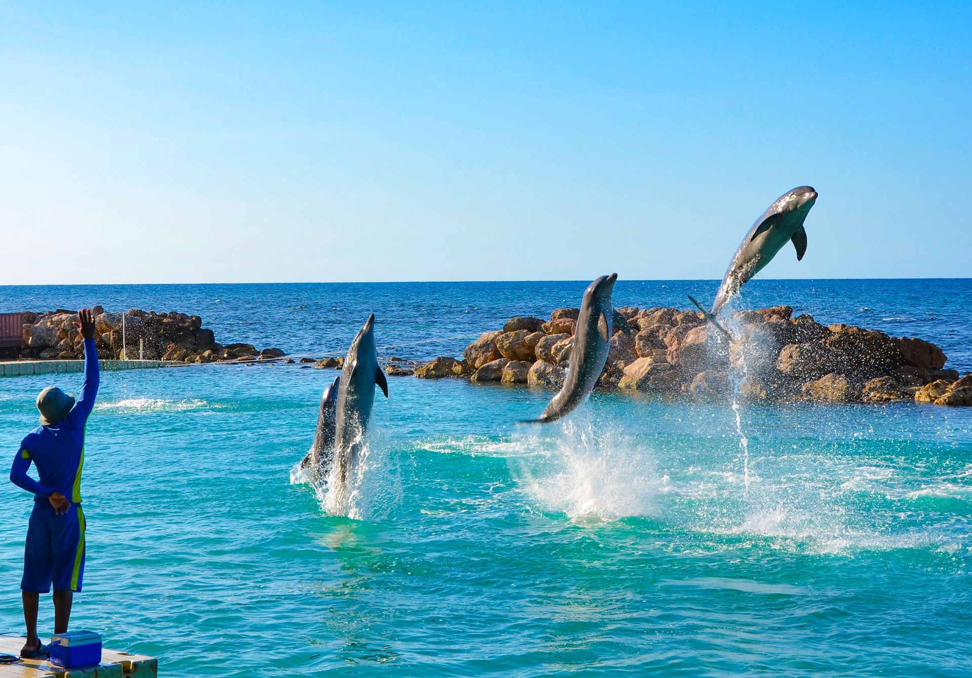 23-dolphin-cove-jamaica