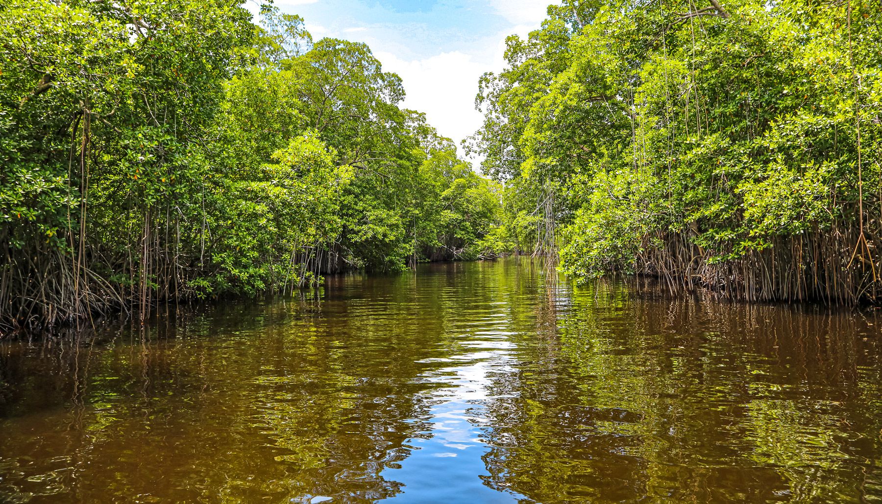 27--Mangrove-trees-on-Black-River-Jamaica