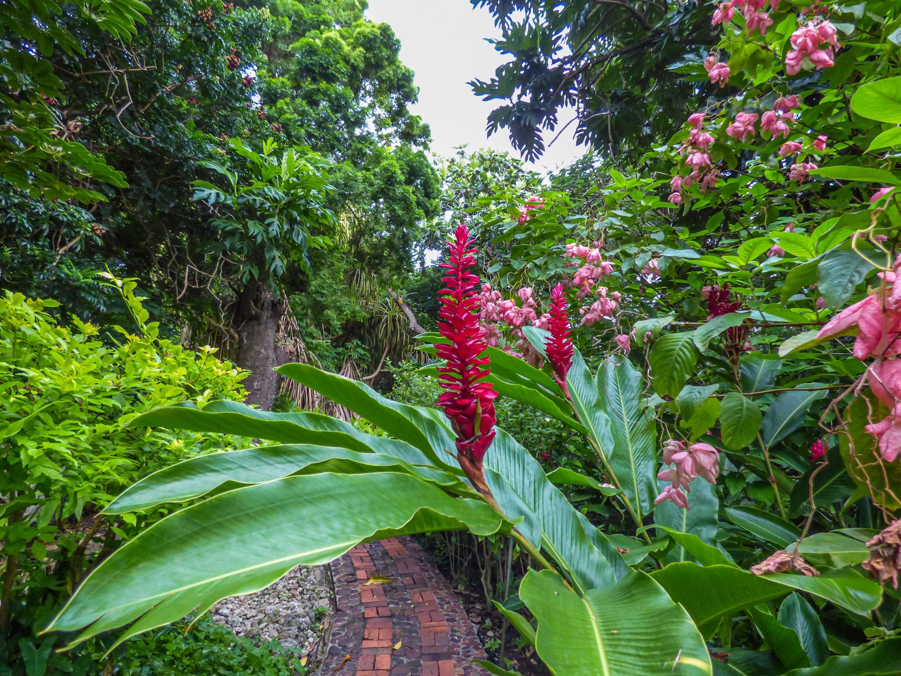 Andromedas-Botanic-Garden-trail-sorrounded-by-tropical-flowers-and-trees