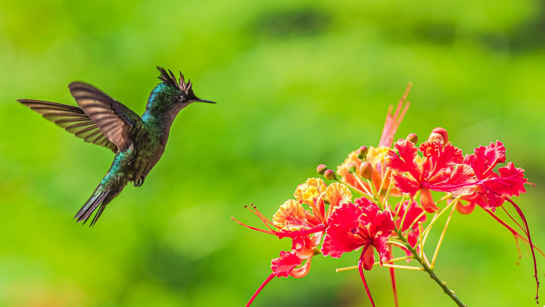 Antillean-Crested-Hummingbird