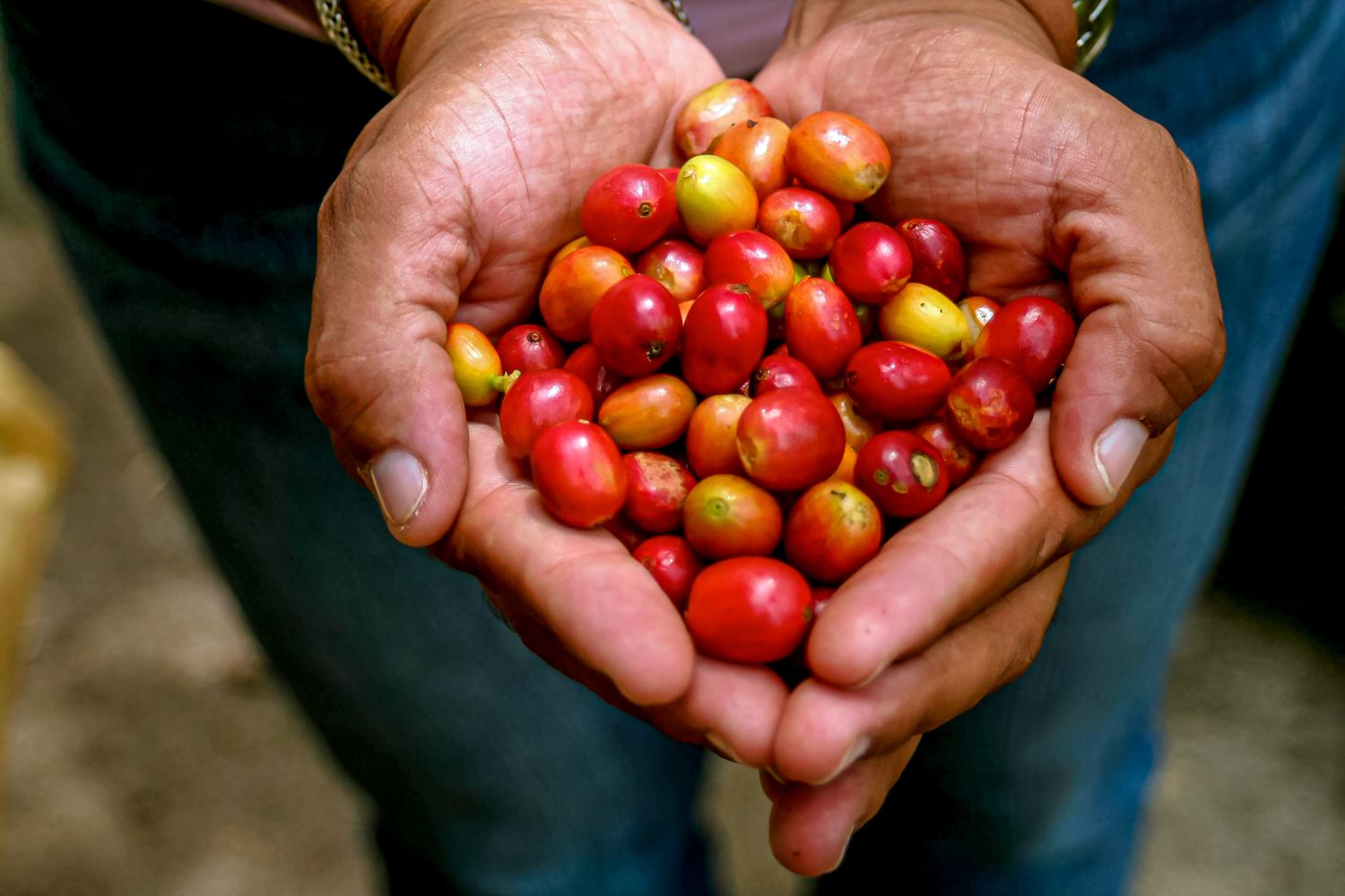 Blue-Mountain-Coffee-Beans-Hands