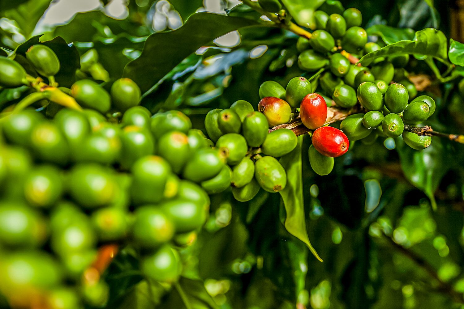 Blue-Mountain-Coffee-Beans