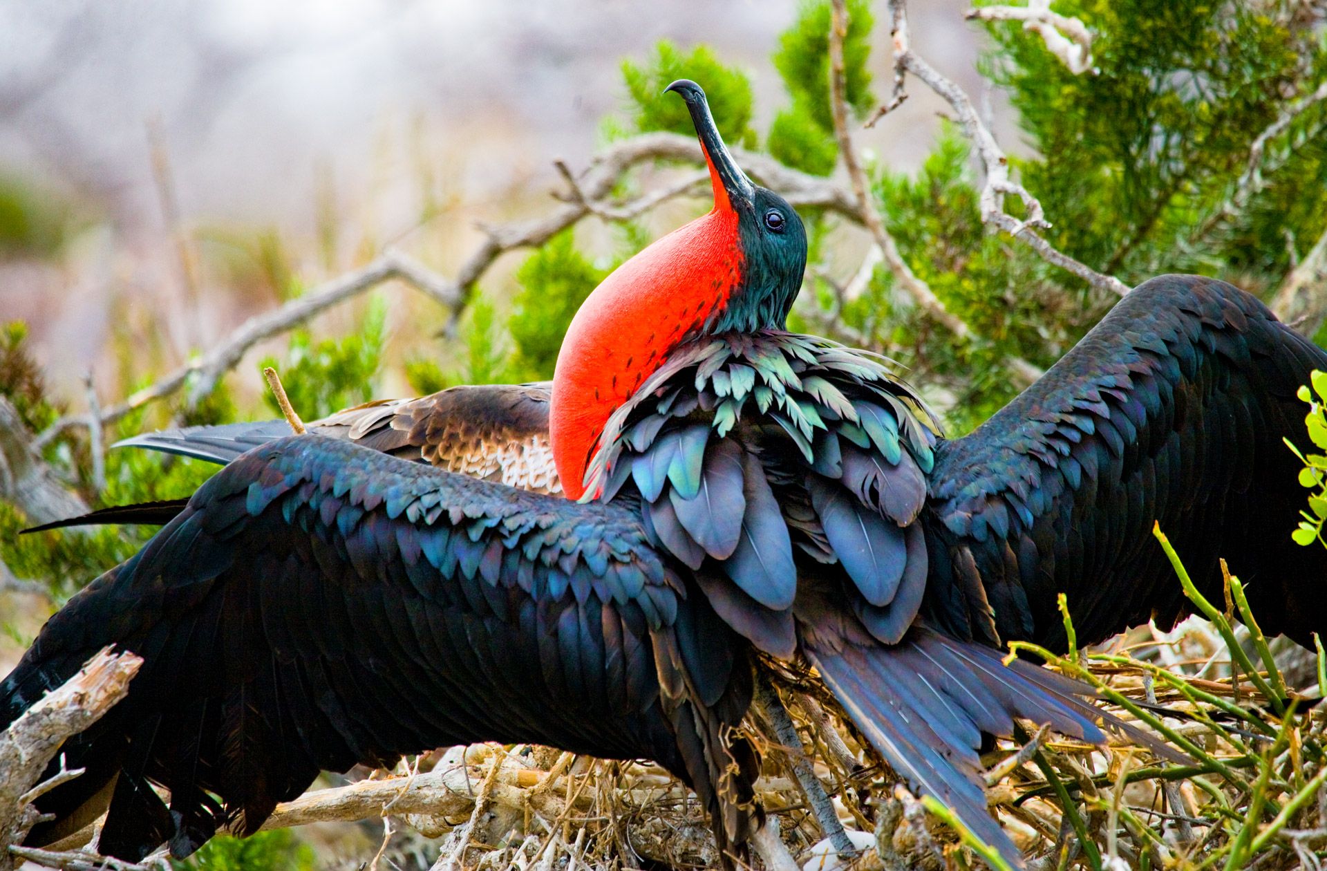 Frigate-Bird-1