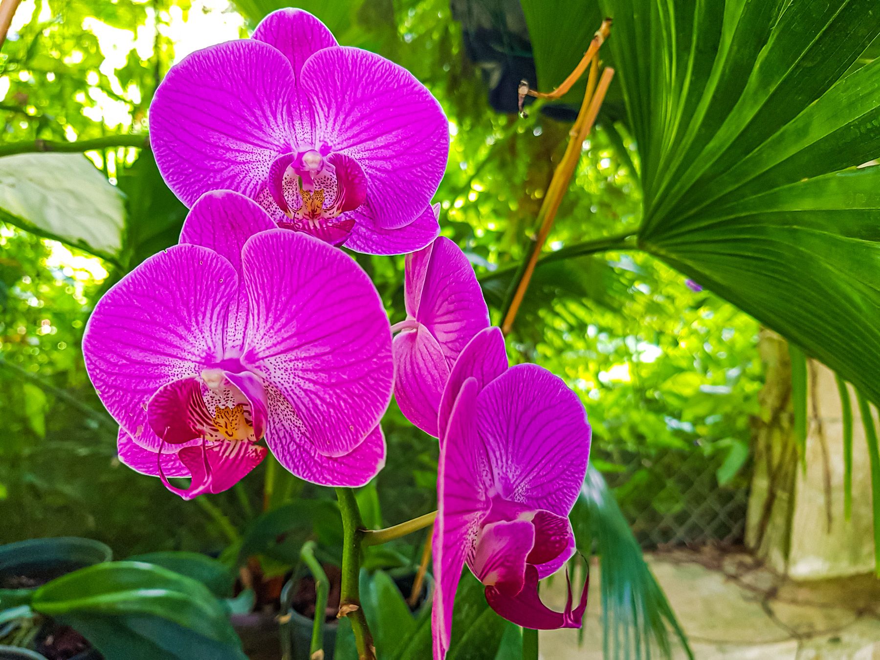 Orchid-World---Tropical-Flower-Garden