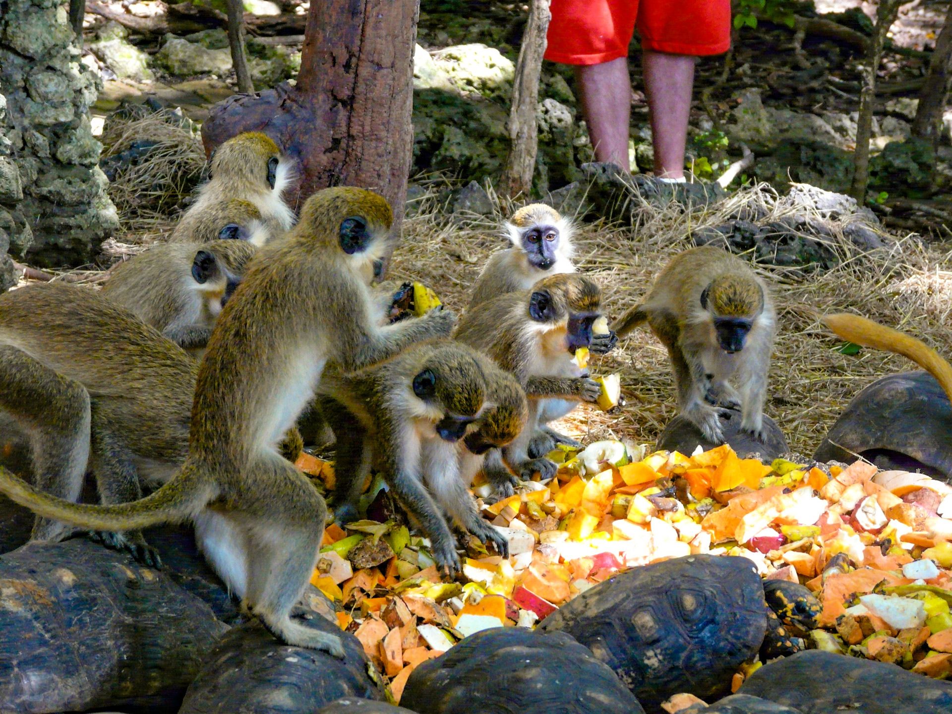 Things-to-do-in-barbados-wildlife-reserve