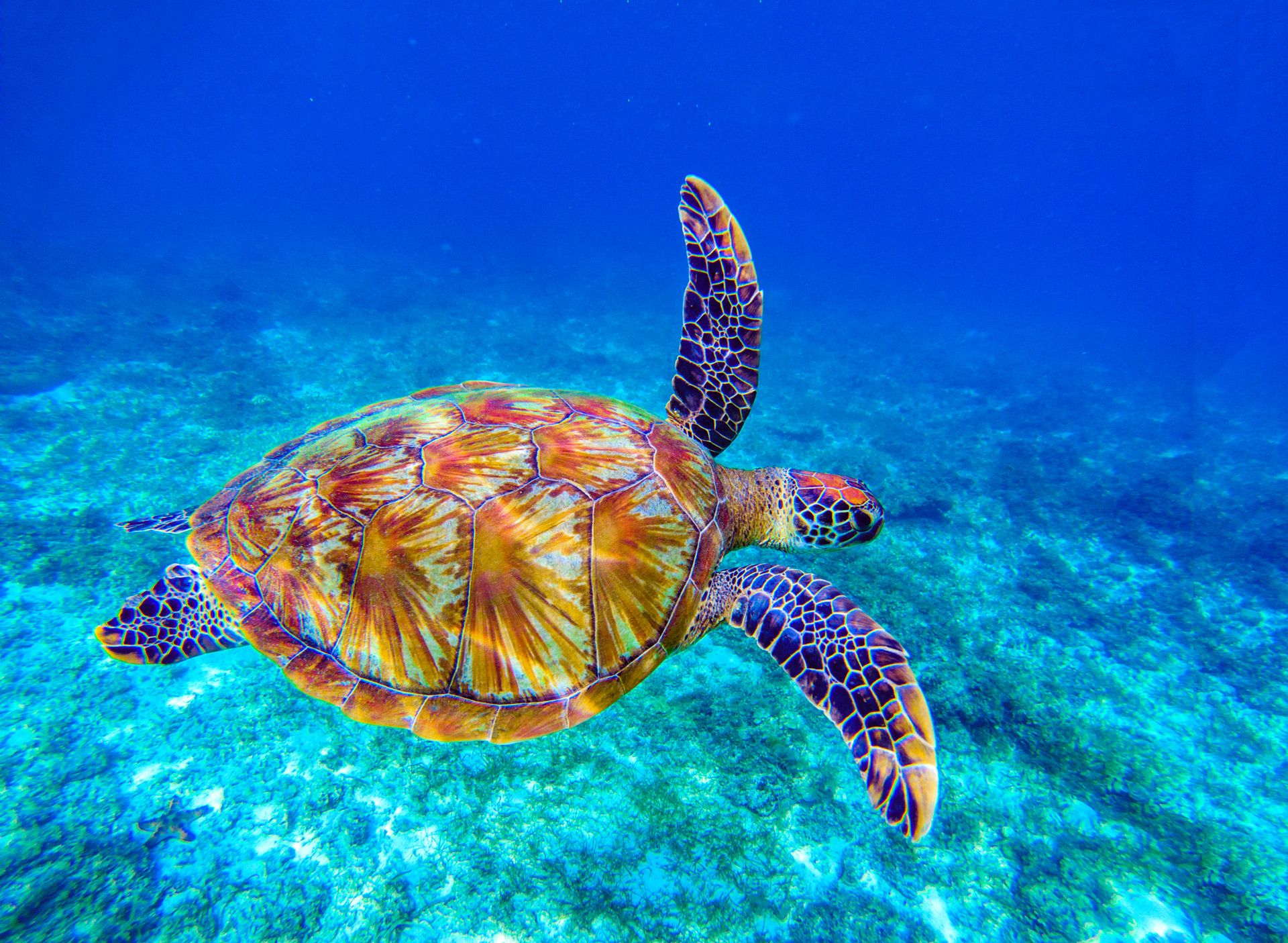 things-to-do-in-barbados-swim-with-turtles