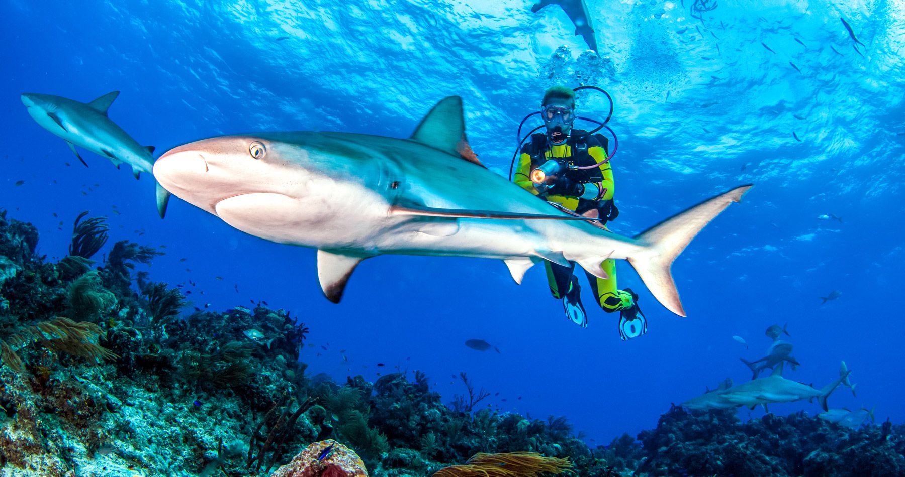 12--Caribbean-reef-shark-Bahamas