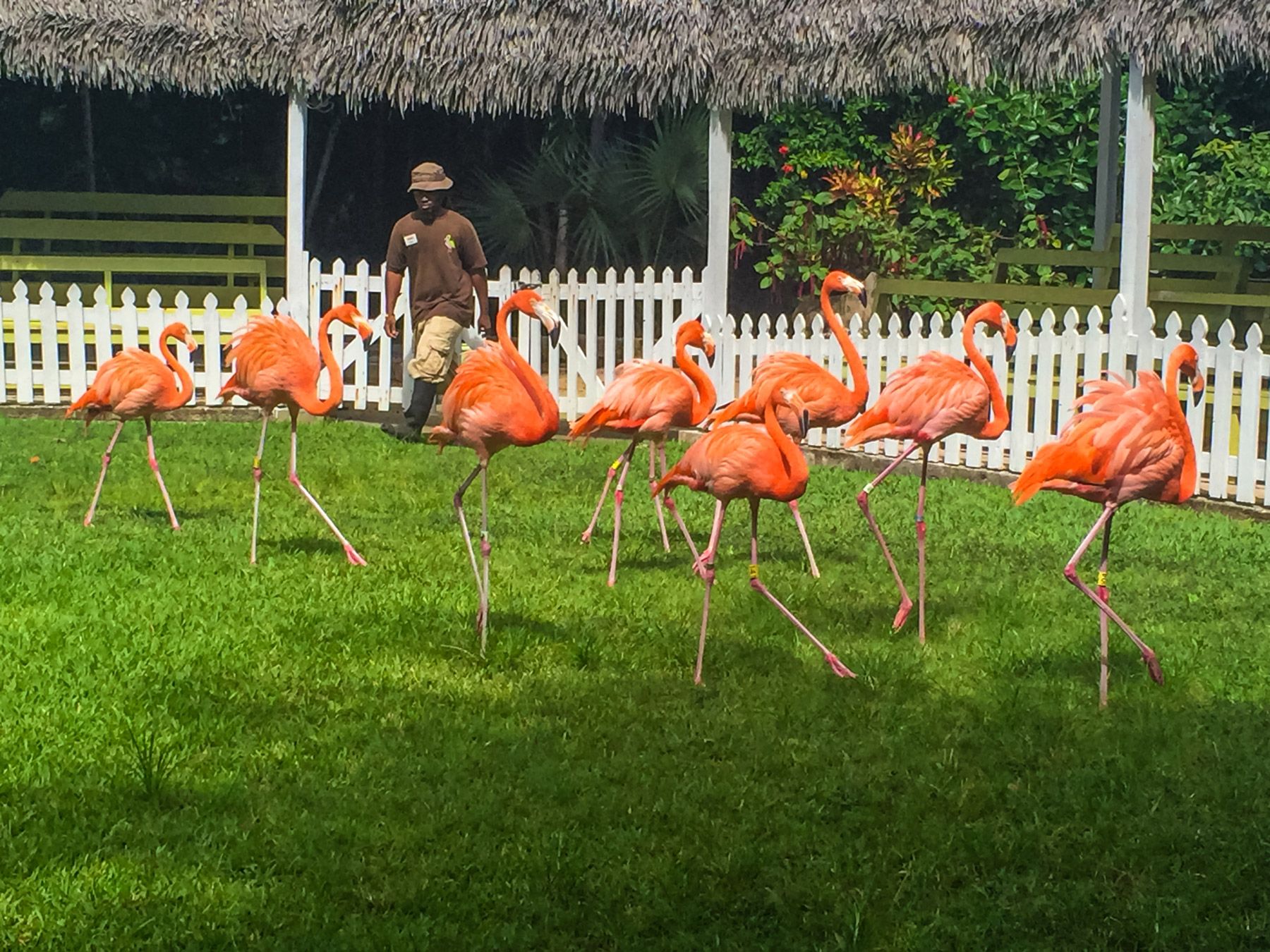 43--Ardastra-Gardens-Flamingos-Nassau-Bahamas