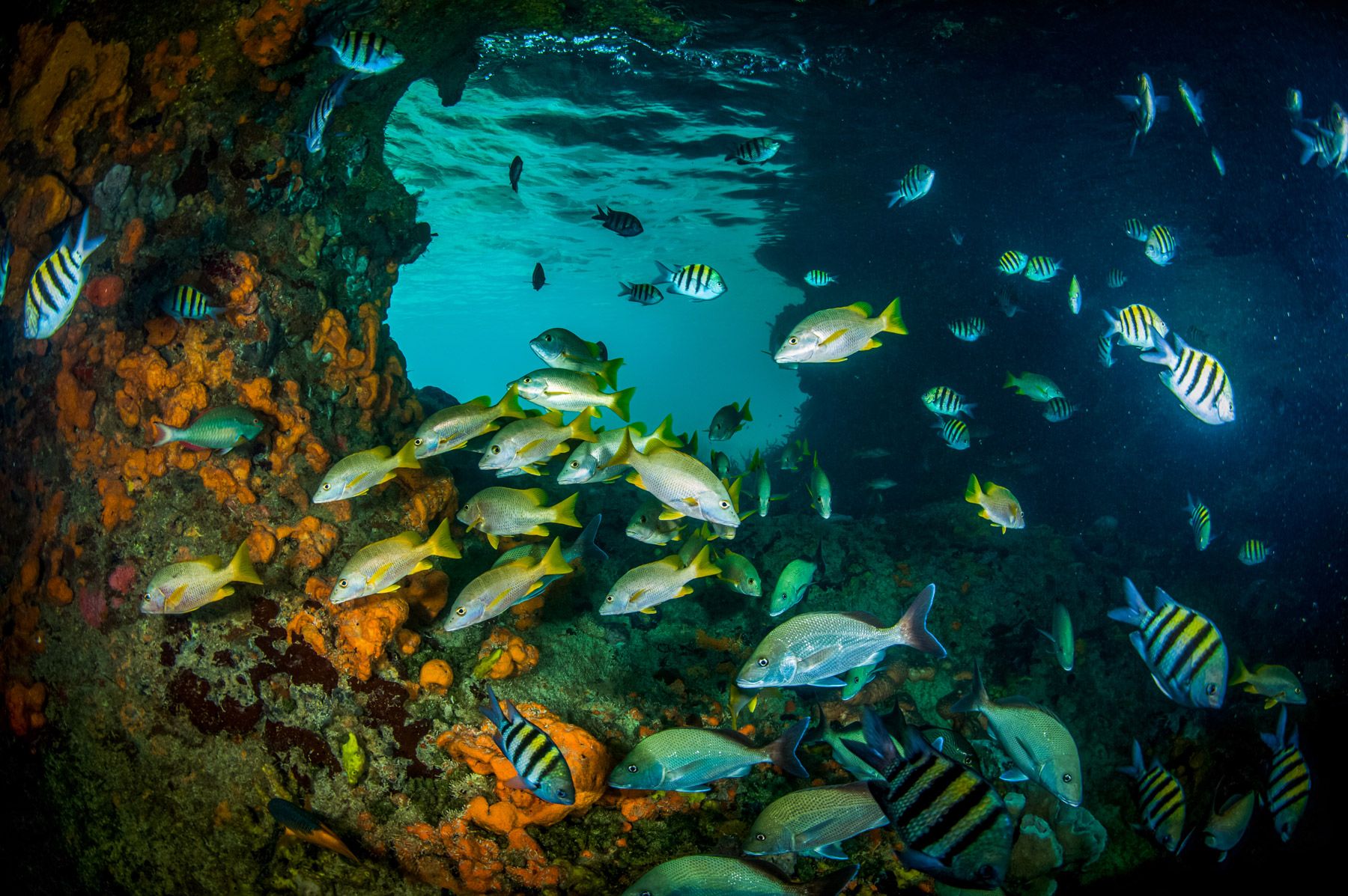 9--Schoolmaster-Snappers-Staniel-Cay-Exuma-Bahamas