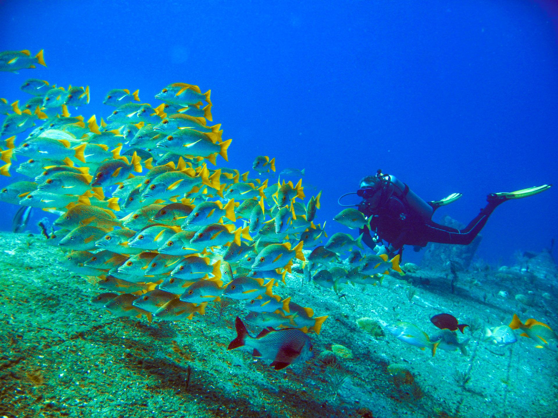 PADI®-Zertifizierung für Taucher in den Sandals Resorts