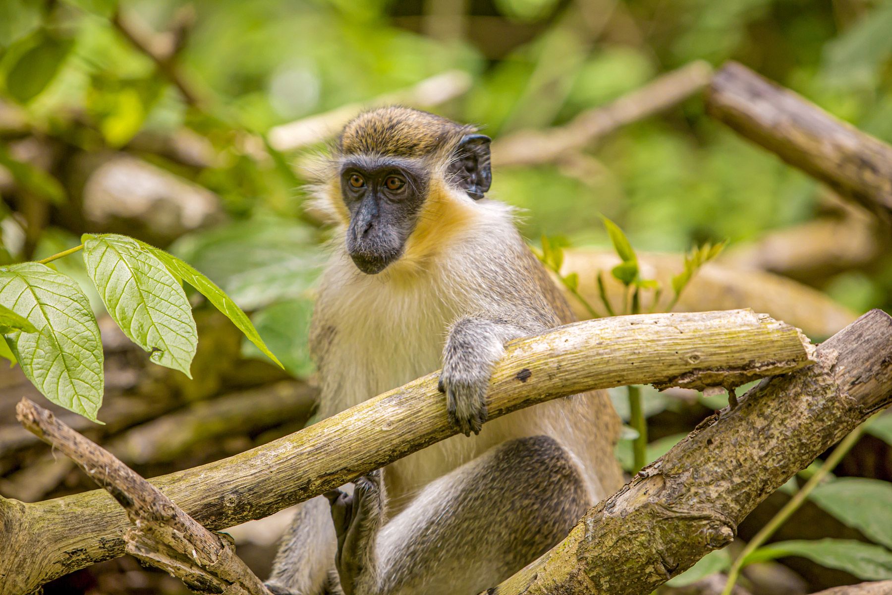 4-Green-Monkey-Barbados