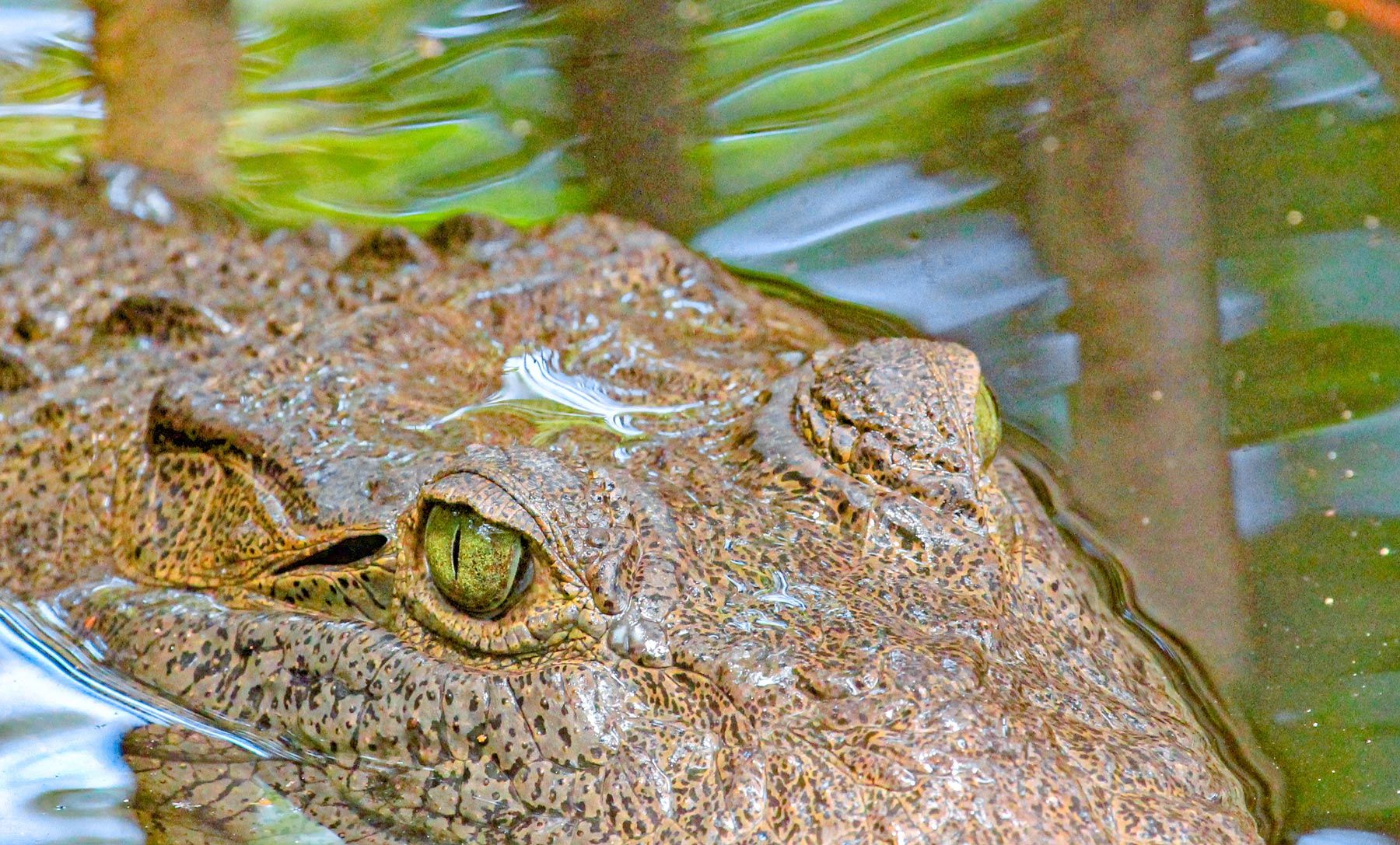 27-Crocodile-Montego-Bay-Jamaica