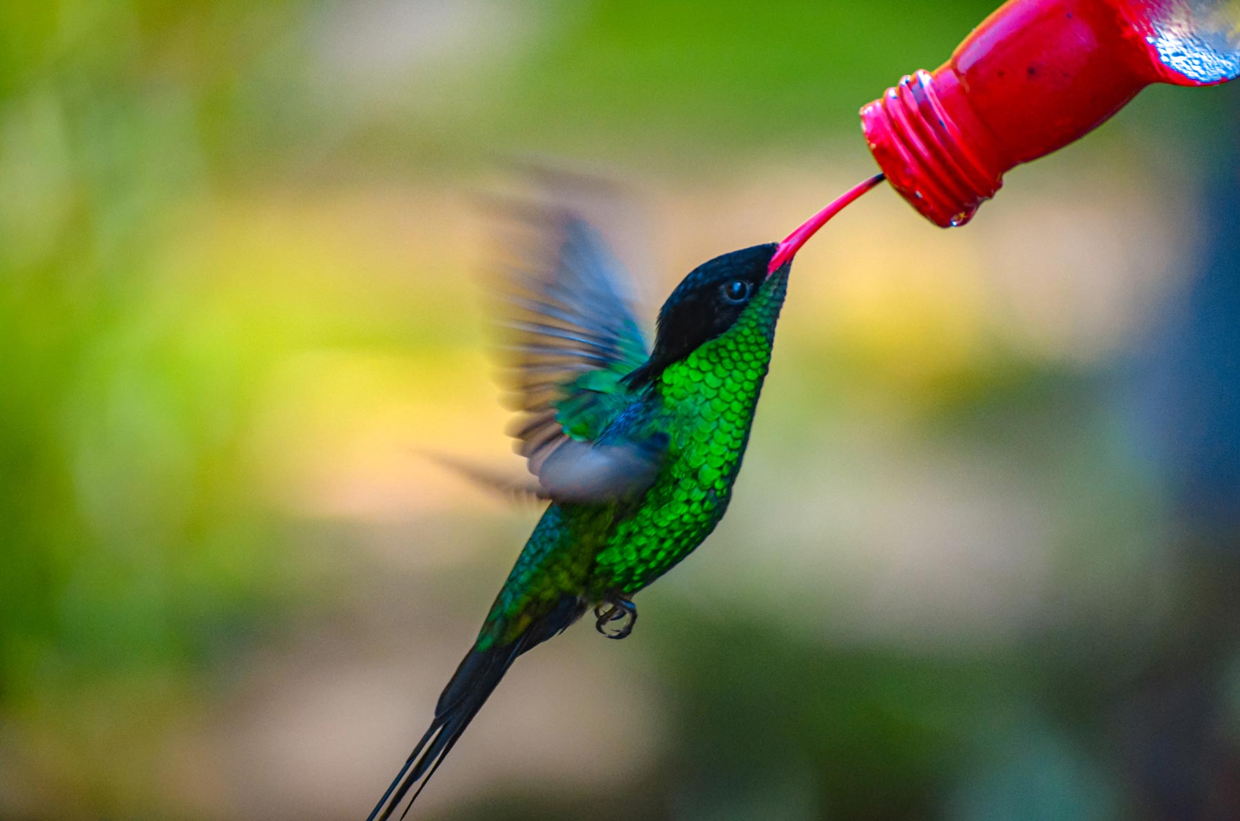 9-Red-Billed-Streamertail-Hummingbird