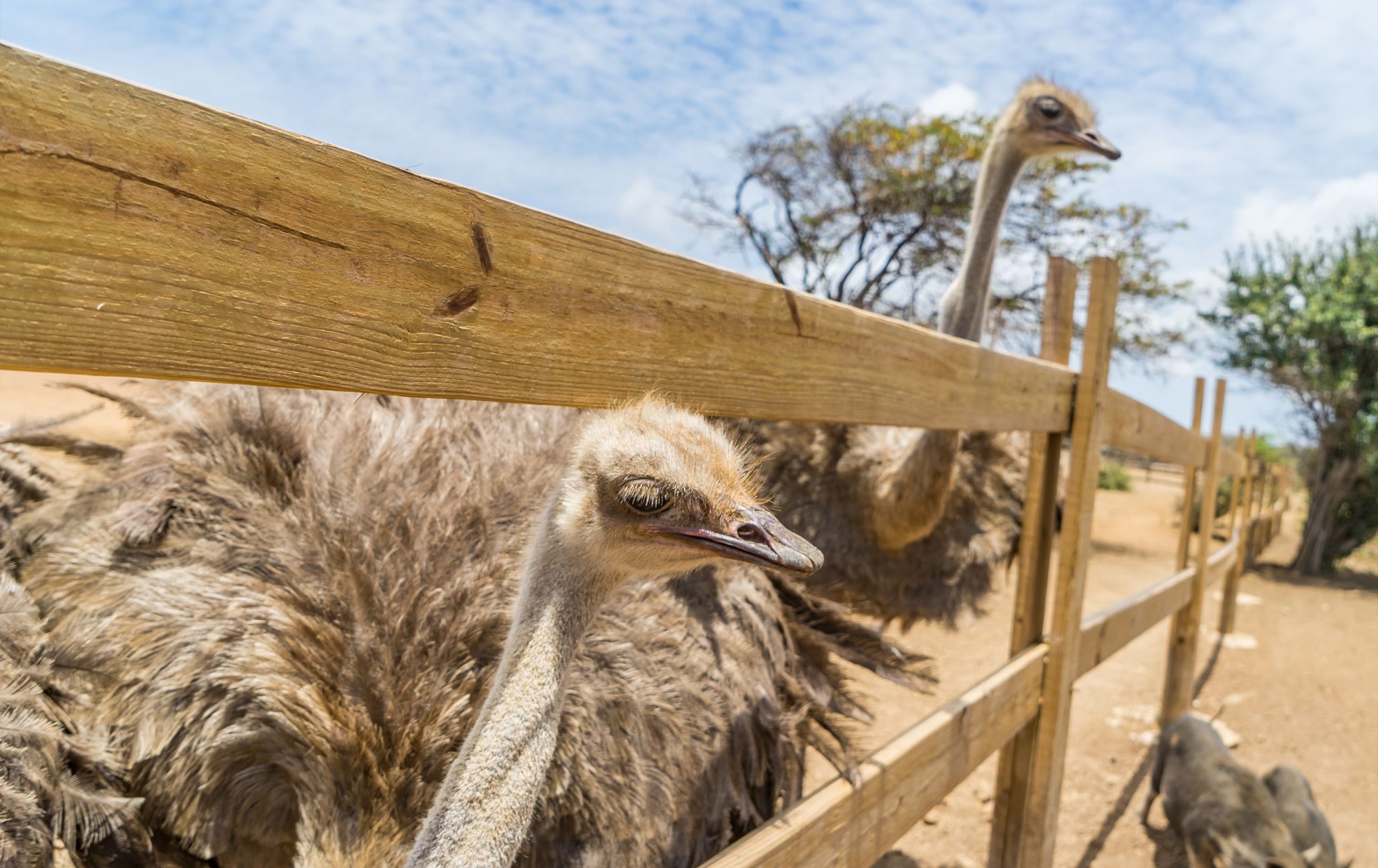 Curacao-Ostrich-Farm-1---19