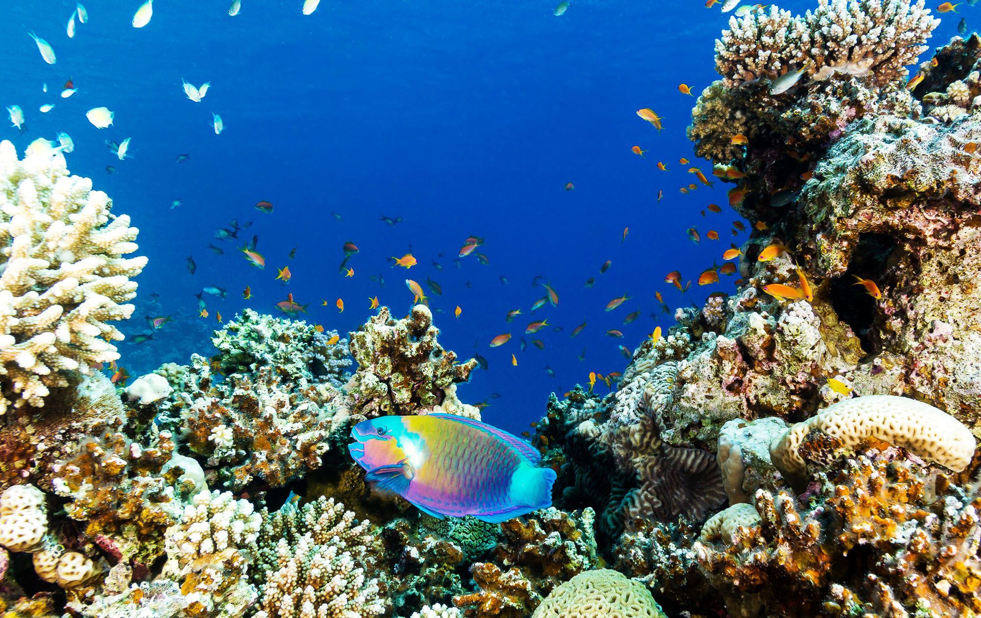 Parrot-Fish-Barbados---22