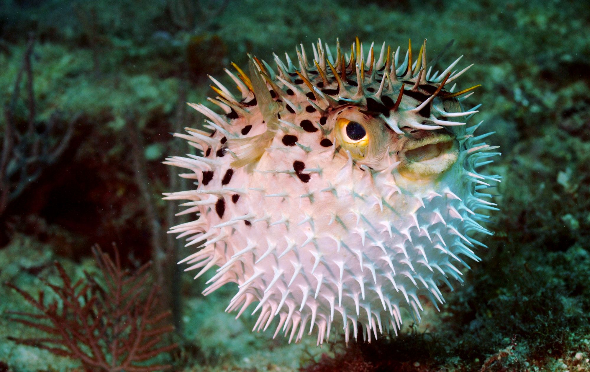 Porcupine-Fish--6