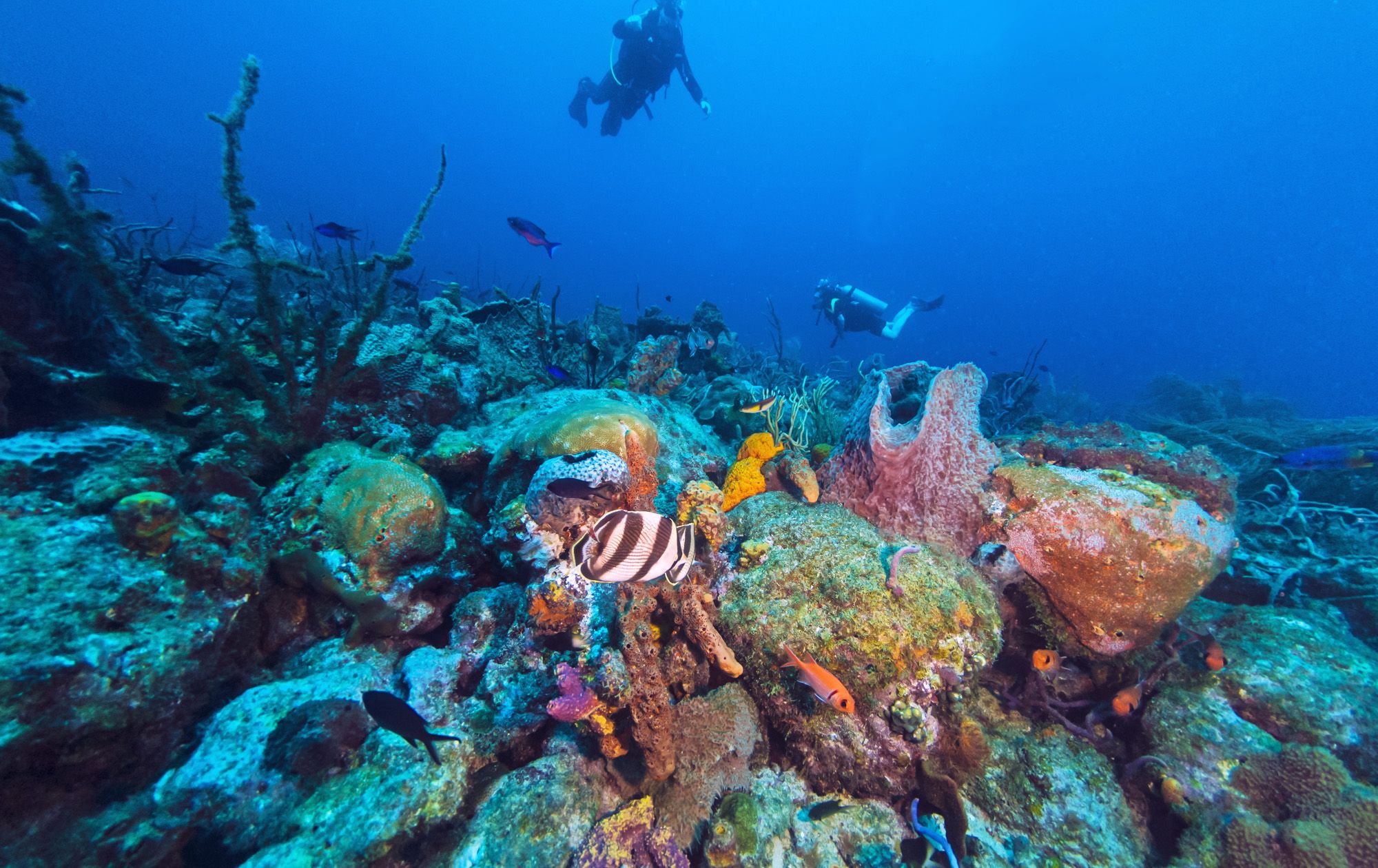 Scuba-Dive-Barbados---2-1