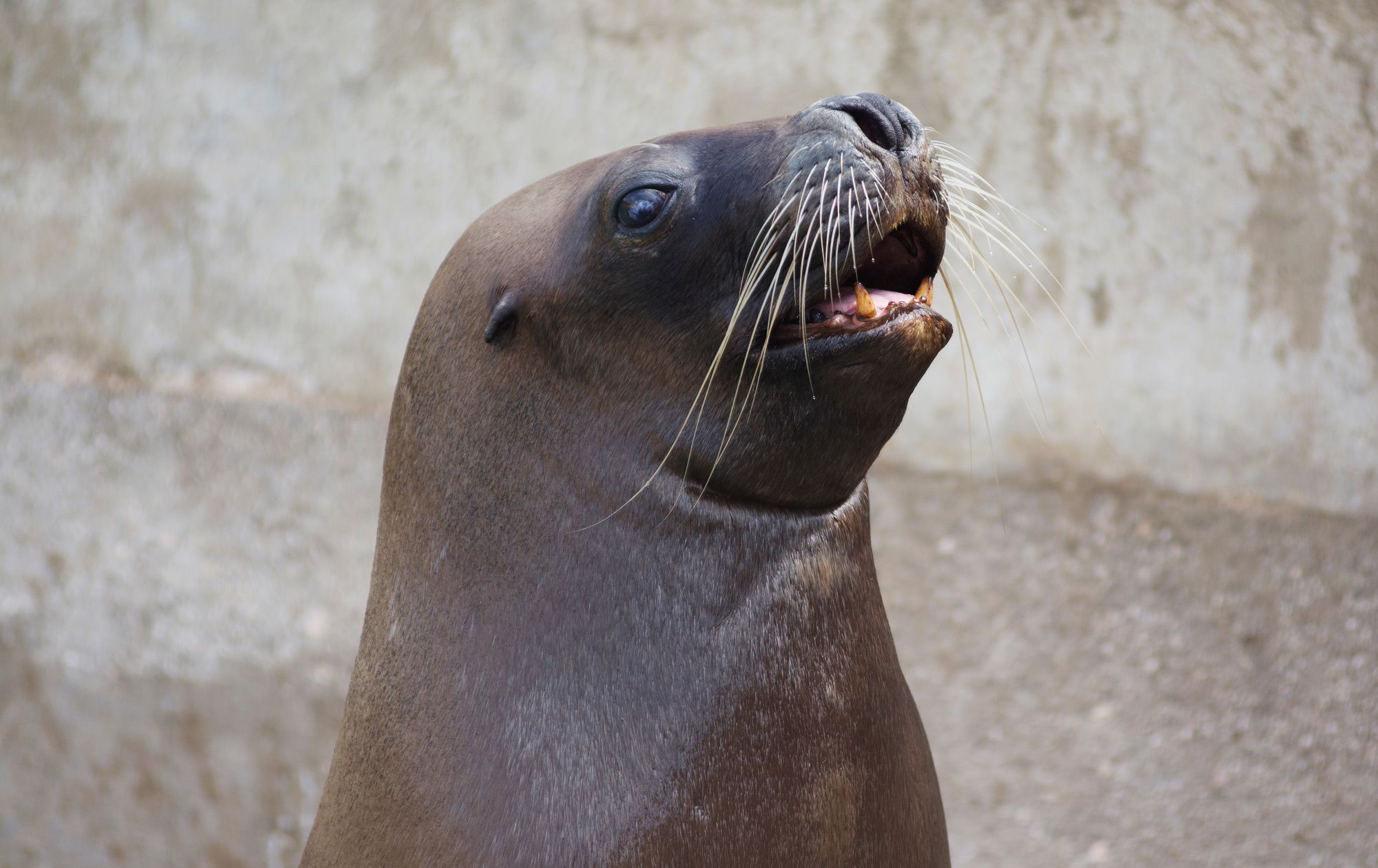 Sea-Lion-Show---15