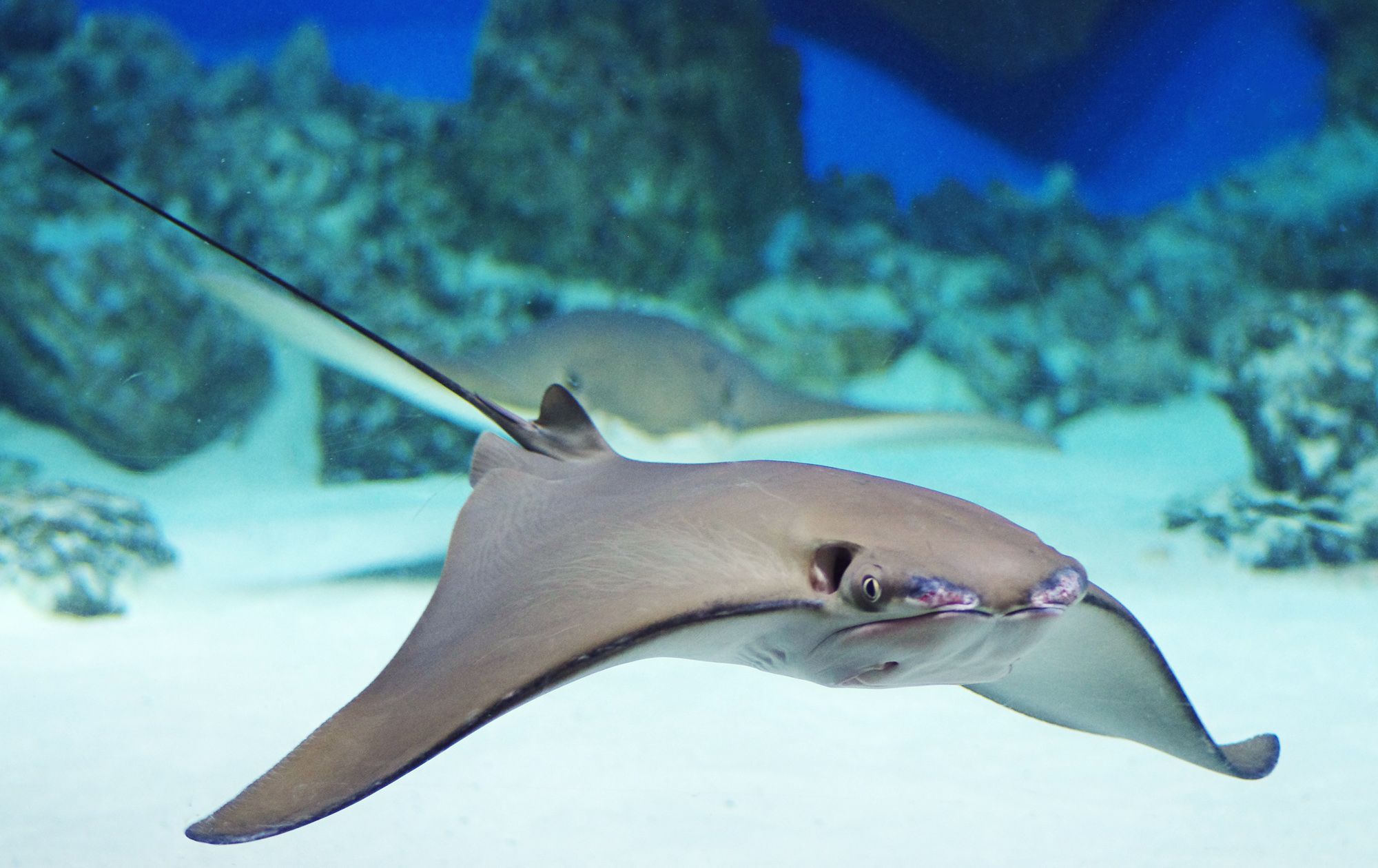 Stingrays-Barbados---10