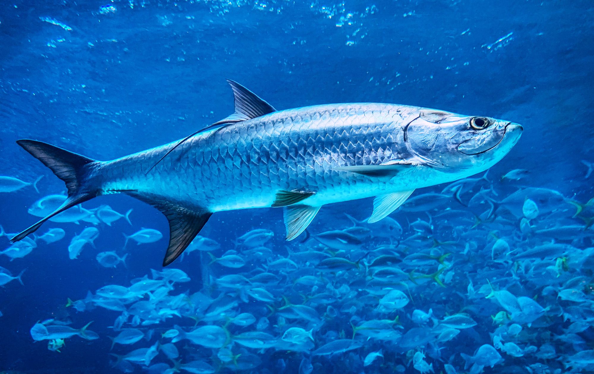 Tarpons---23