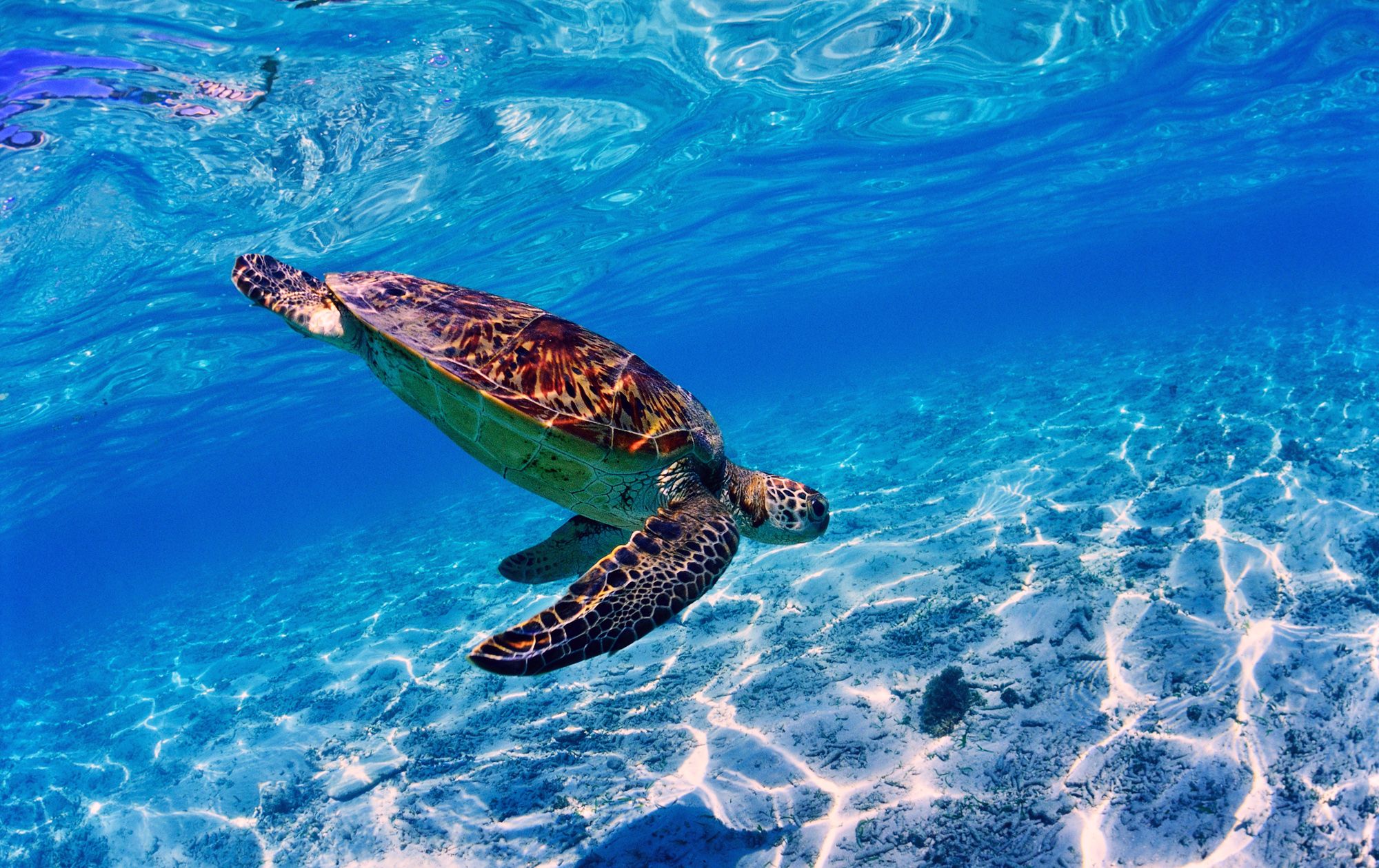 Turtles-Barbados---9
