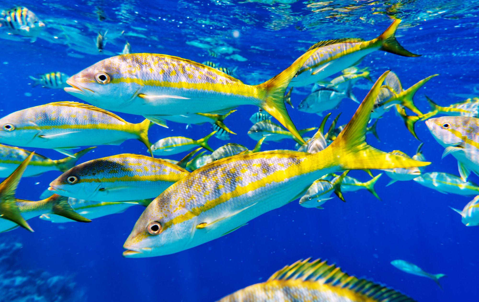 Yellowtails---13