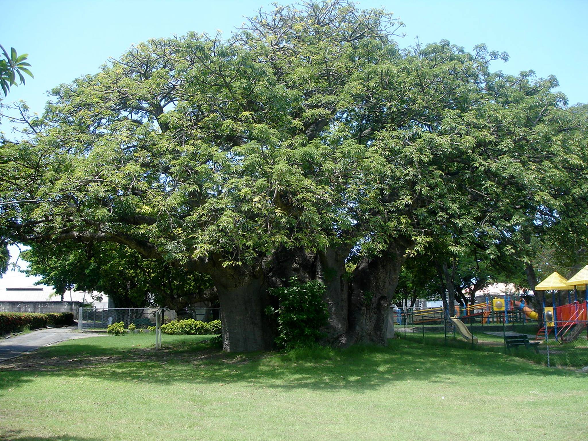 baobab tree queens park barbados