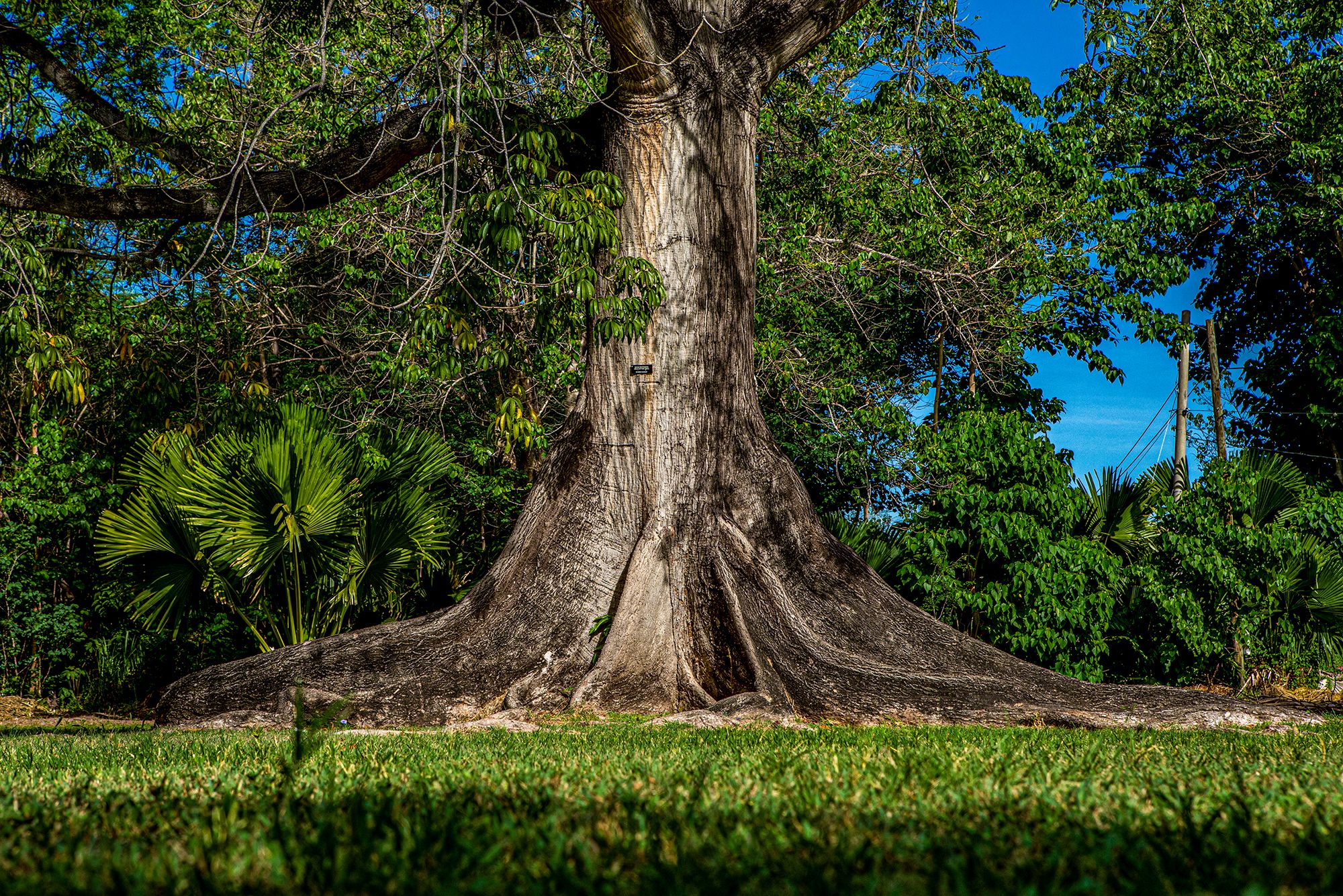 Hope-Botanical-Garden-Zoo-Jamaica---9