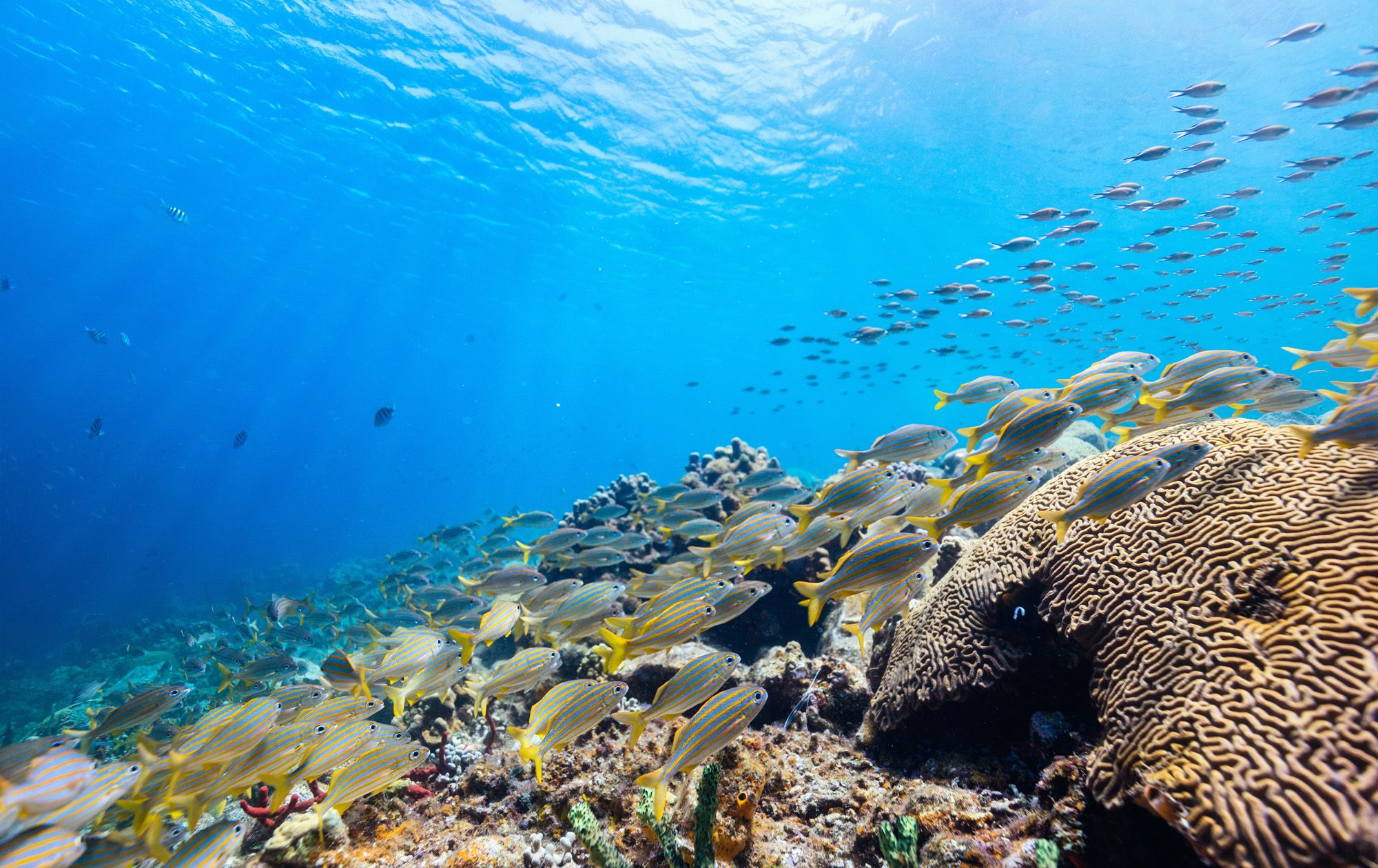 Coral-Reef-Saint-Lucia---2