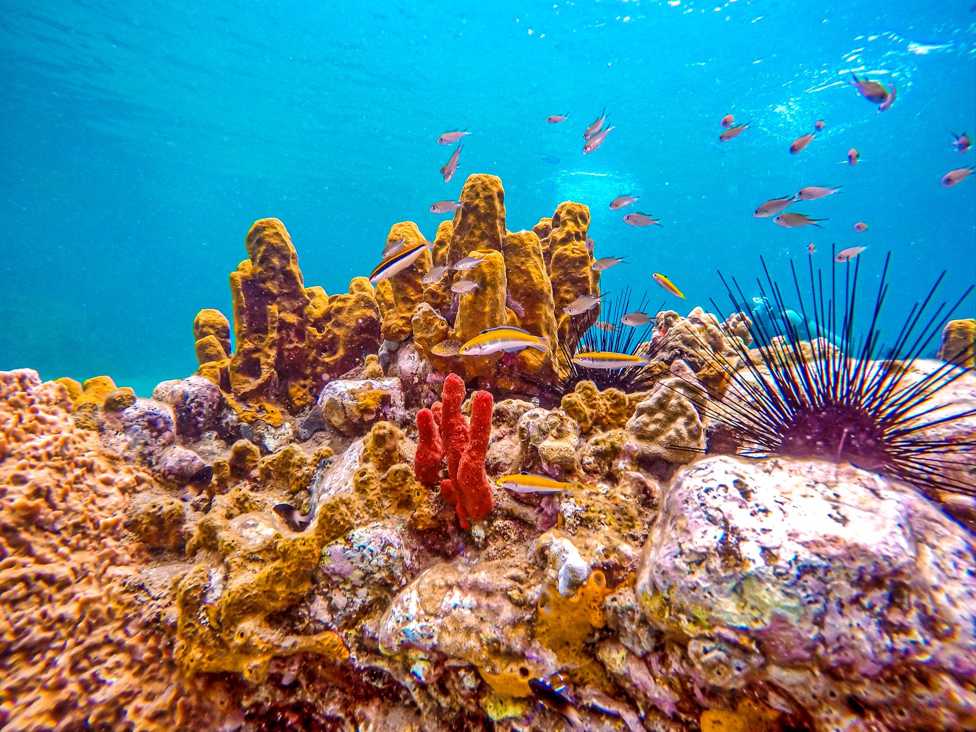 Scuba-Diving-Saint-Lucia-Coral---7