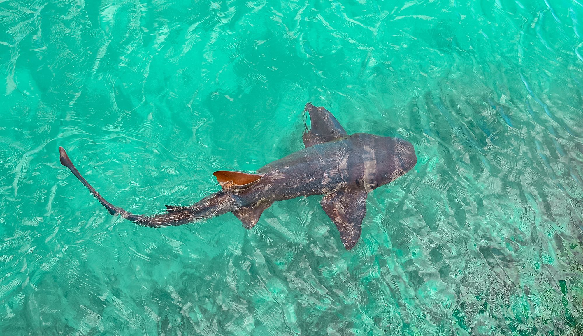 Dolphin-Cove-Ocho-Rios-Nurse-Shark--3