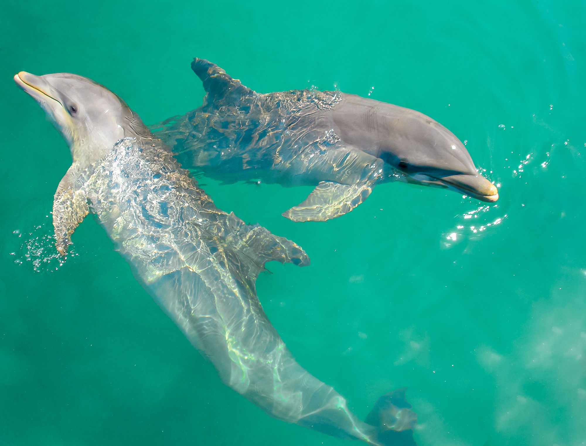Dolphin-Cove-Ocho-Rios-Pair---5
