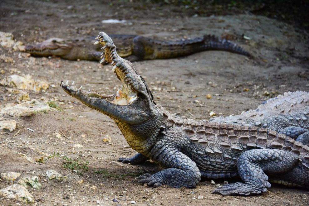 Jamaica-Ocho-Rios-Swamp-Safari-Crocodile---16