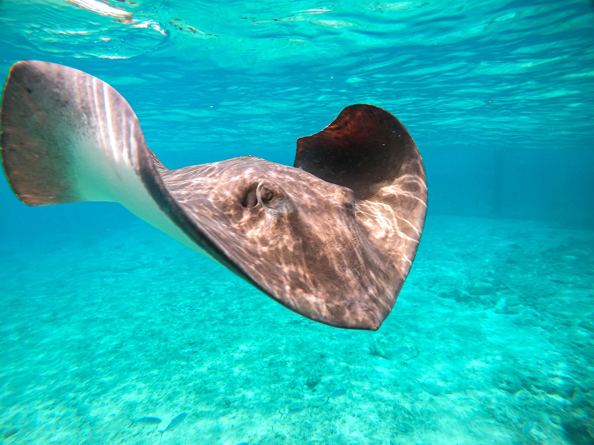 Stingray-Jamaica-Dolphin-Cove---4