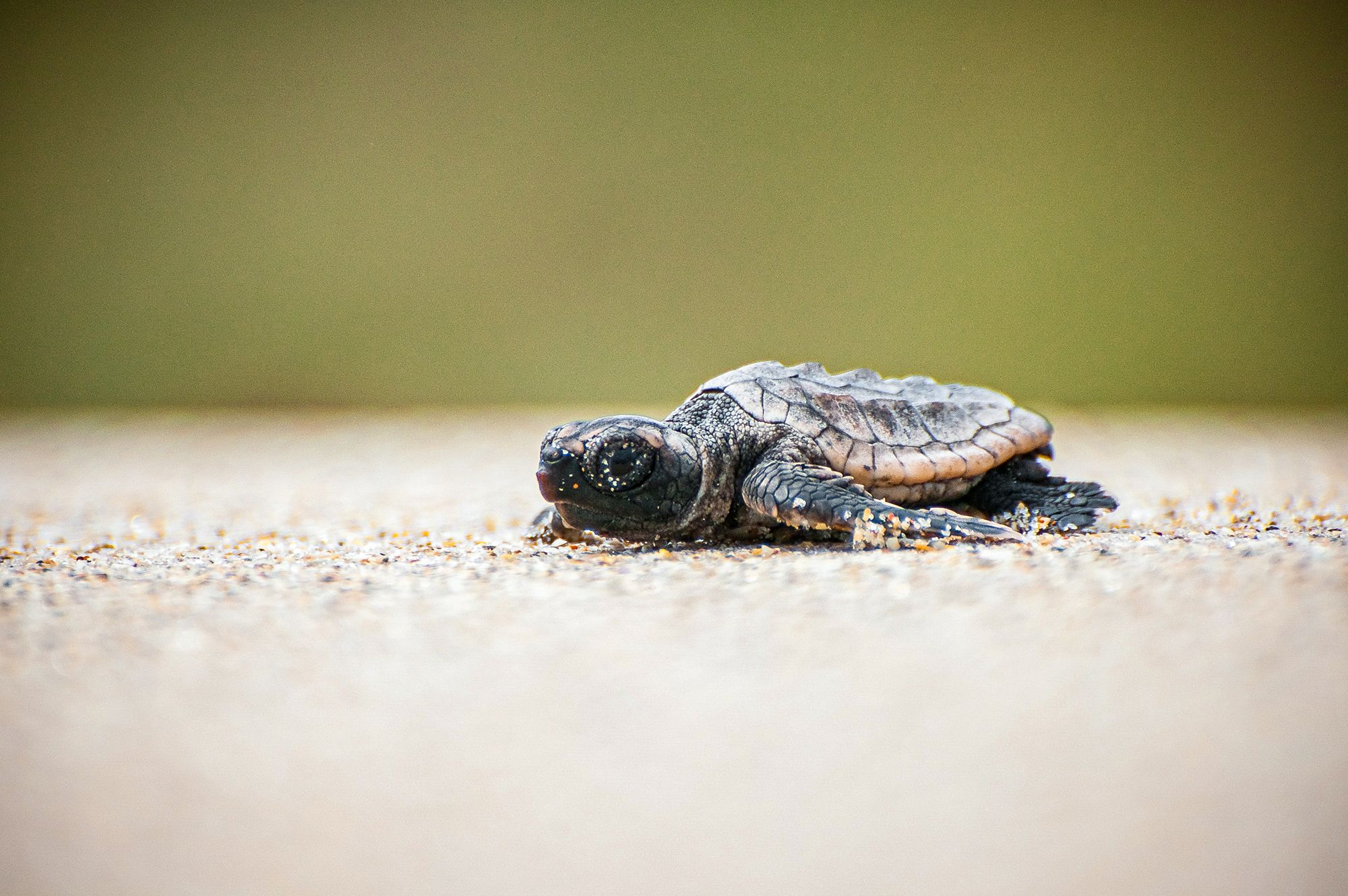 Turtle-Baby-Surfacing-Walking---24