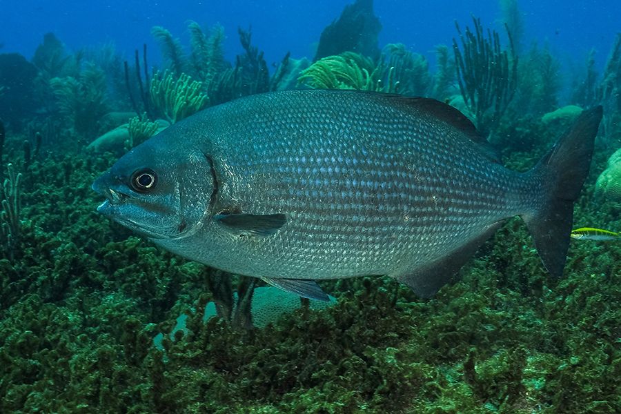 The 28 Best Scuba Diving Sites In The Caribbean