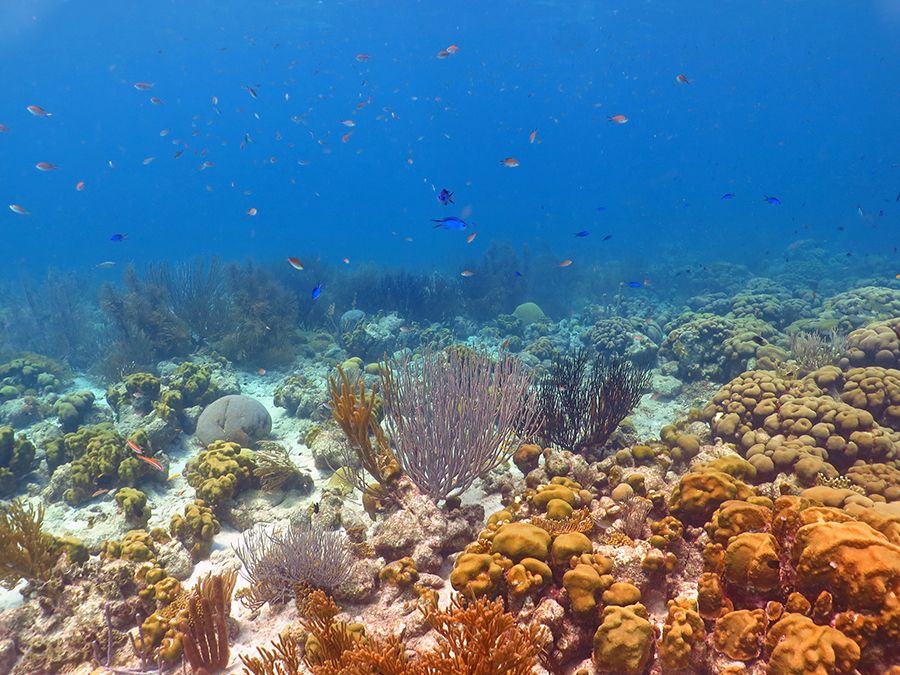 The 28 Best Scuba Diving Sites In The Caribbean