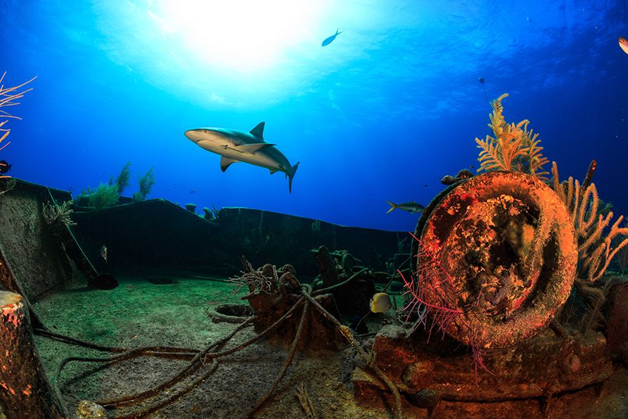 The 28 Best Scuba Diving Sites In The Caribbean