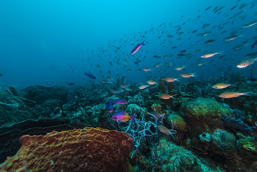 The 28 Best Scuba Diving Sites In The Caribbean