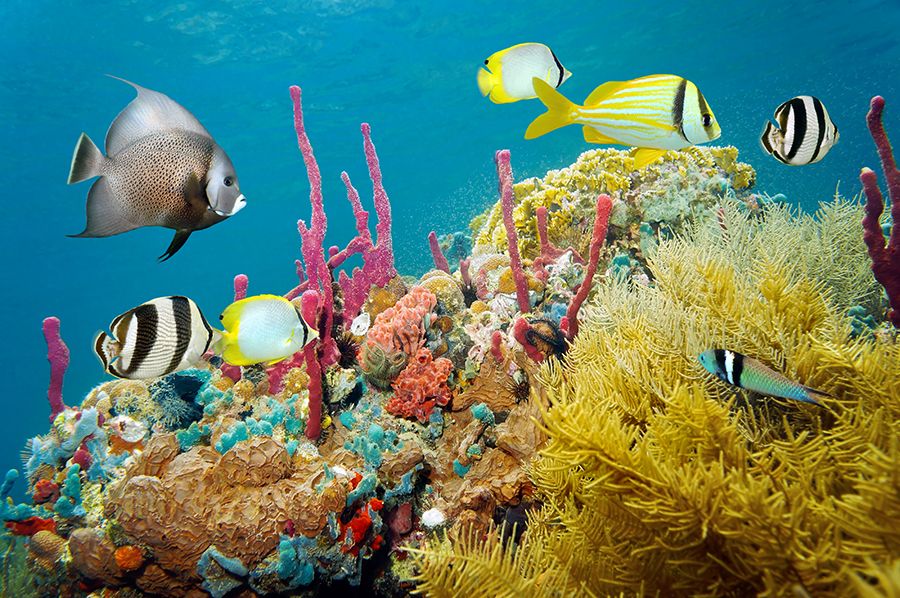 The 28 Best Scuba Diving Sites In The Caribbean