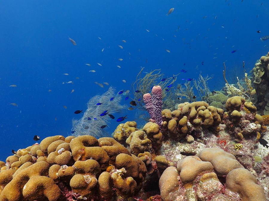 The 28 Best Scuba Diving Sites In The Caribbean