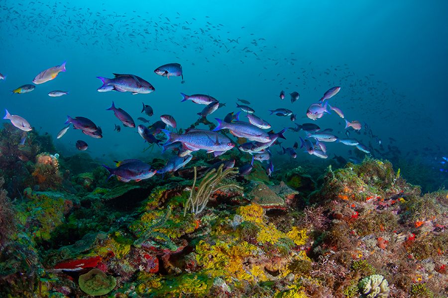 The 28 Best Scuba Diving Sites In The Caribbean