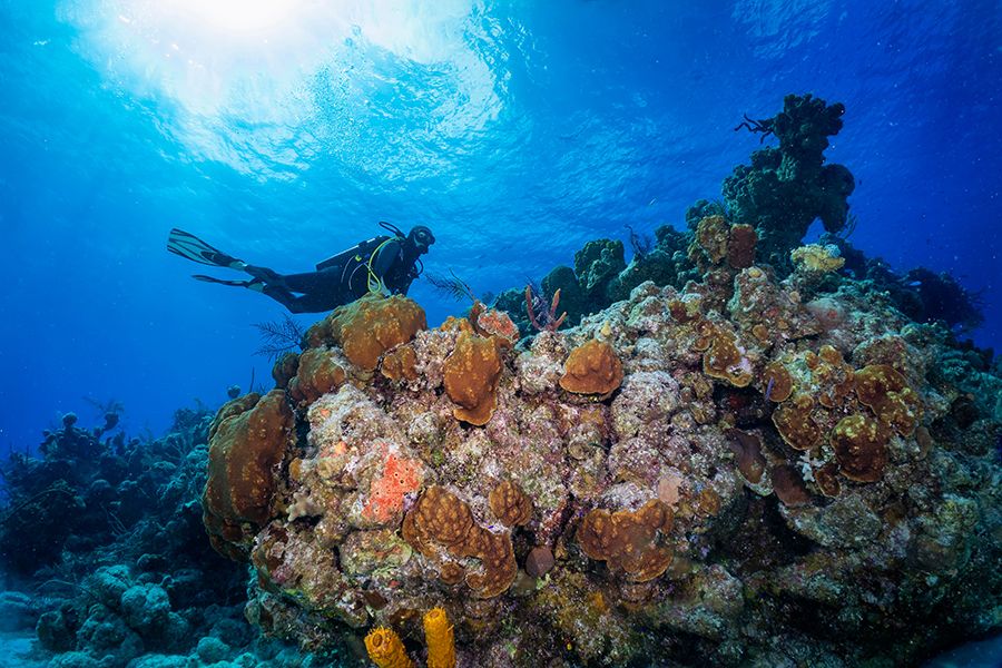 The 28 Best Scuba Diving Sites In The Caribbean