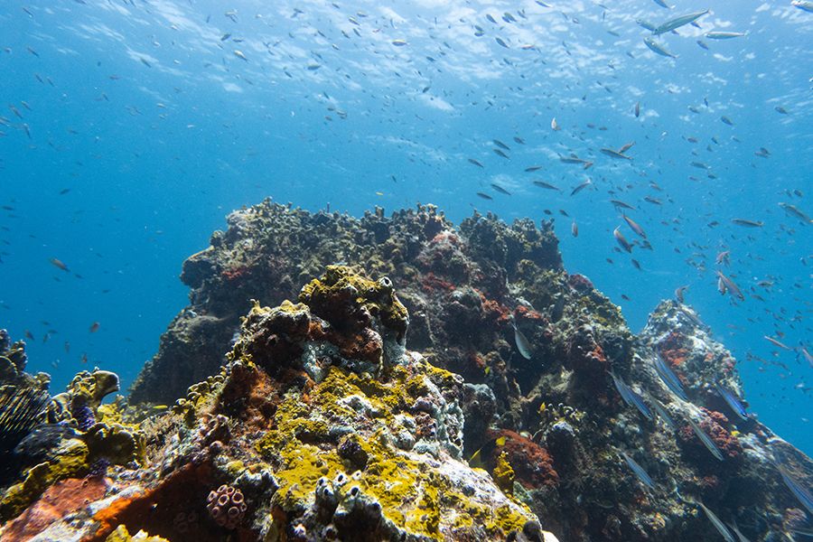 The 28 Best Scuba Diving Sites In The Caribbean