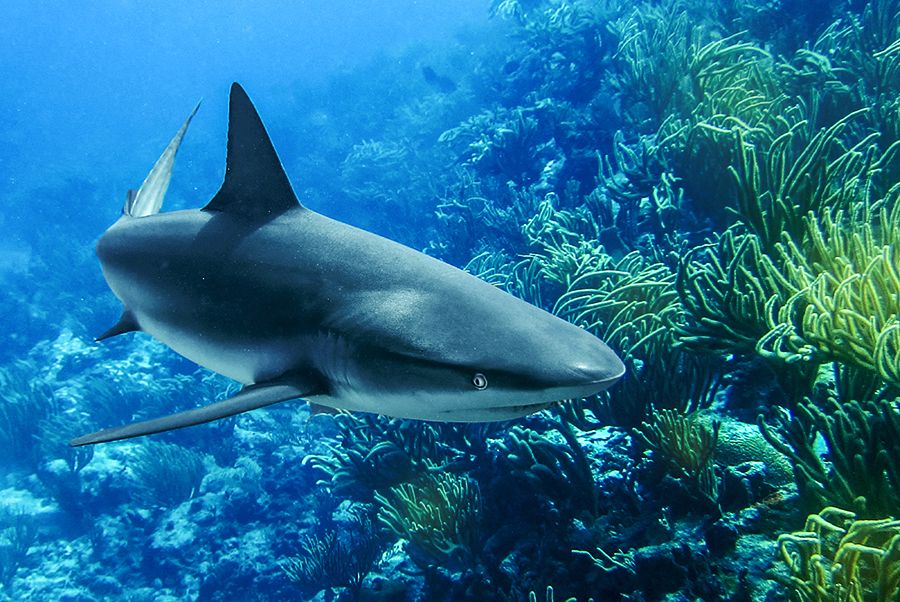 The 28 Best Scuba Diving Sites In The Caribbean