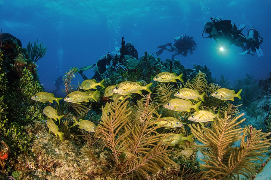 The 28 Best Scuba Diving Sites In The Caribbean