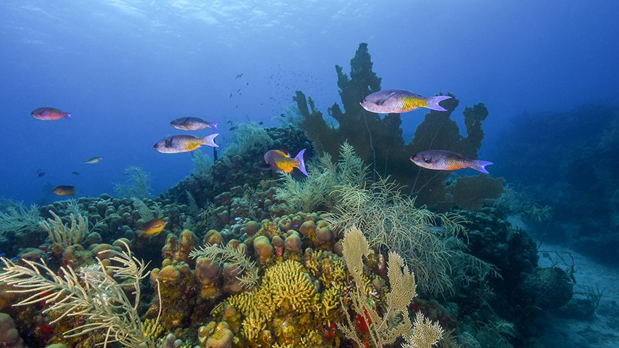 The 28 Best Scuba Diving Sites In The Caribbean