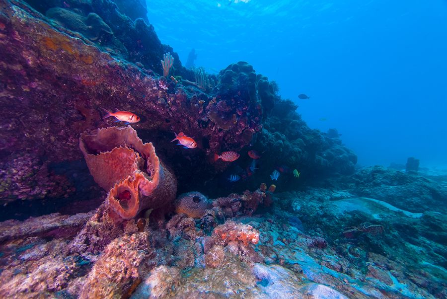 The 28 Best Scuba Diving Sites In The Caribbean